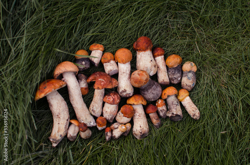 mushrooms lying on green grass