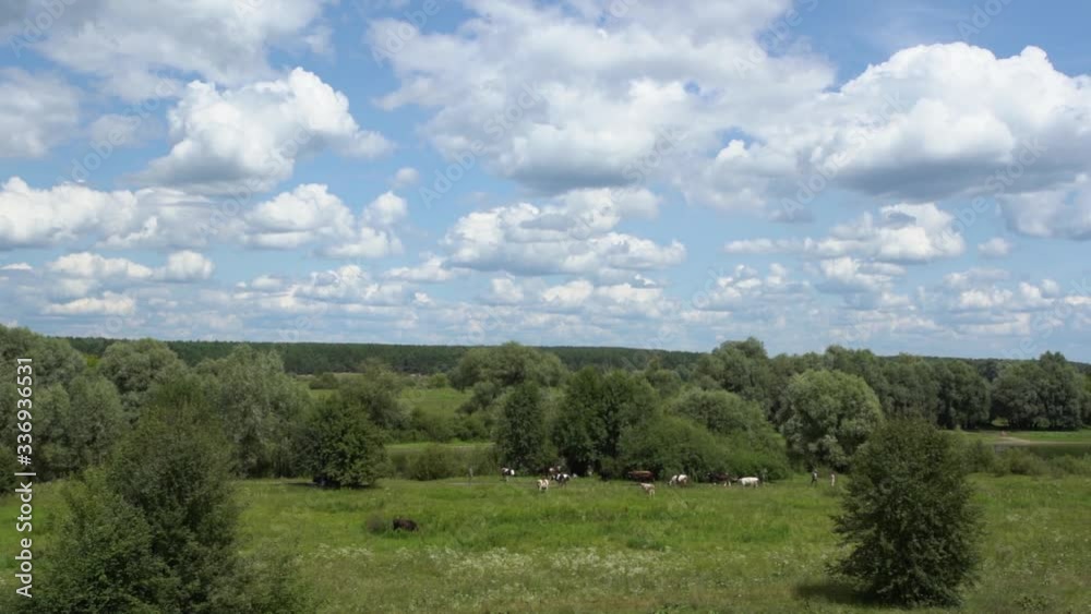 Point of view handheld video shoot of woman pointing with index finger at group of cows seen in distance in green meadow in countryside. Point of view handheld video shoot of woman pointing with index finger at group of cows seen in distance in green meadow in countryside.