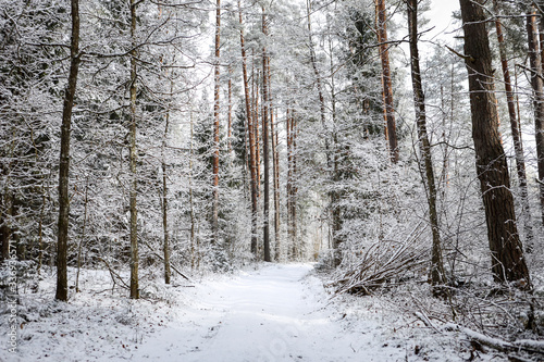 Beautiful forest road view with white snow and cloudy sky on the last days of winter.