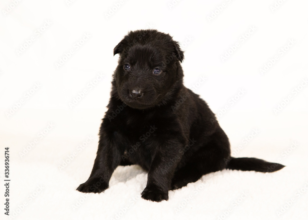 german shepherd puppy isolated on white german shepherd puppy isolated on white