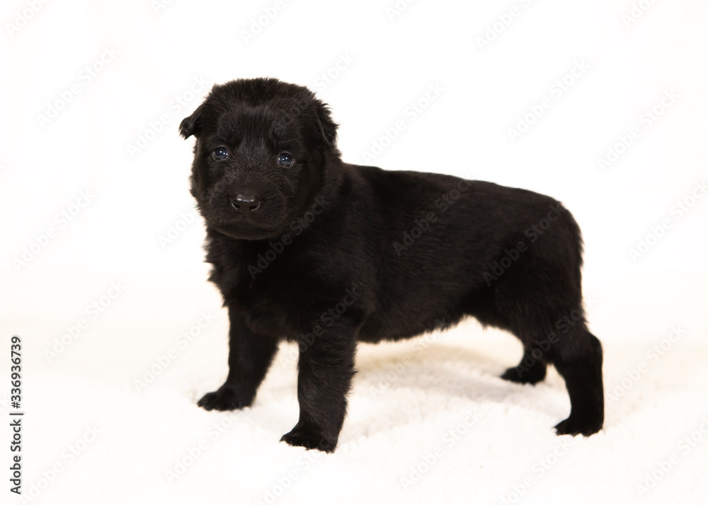 german shepherd puppy isolated on white german shepherd puppy isolated on white