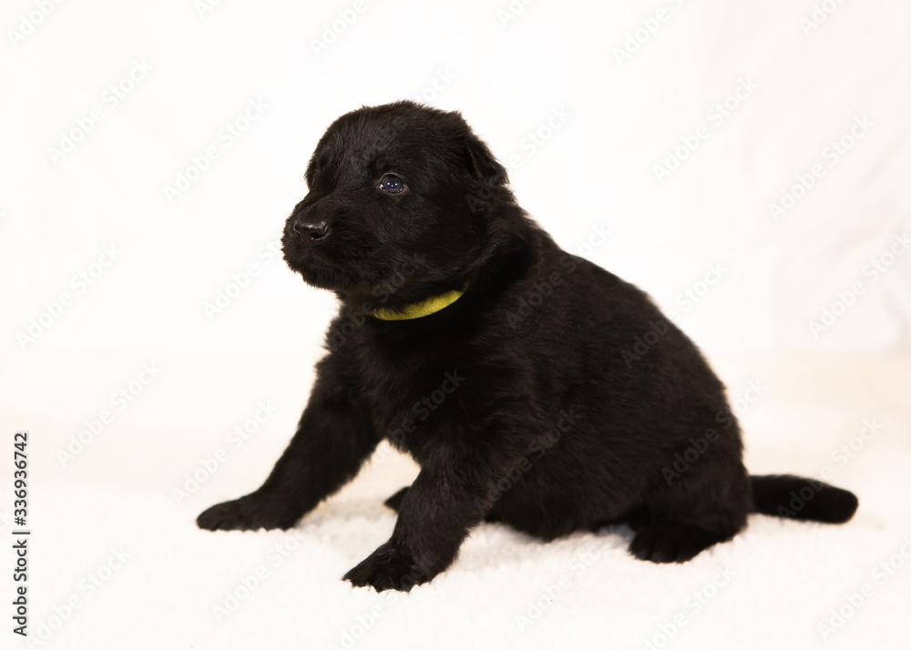 german shepherd puppy isolated on white german shepherd puppy isolated on white