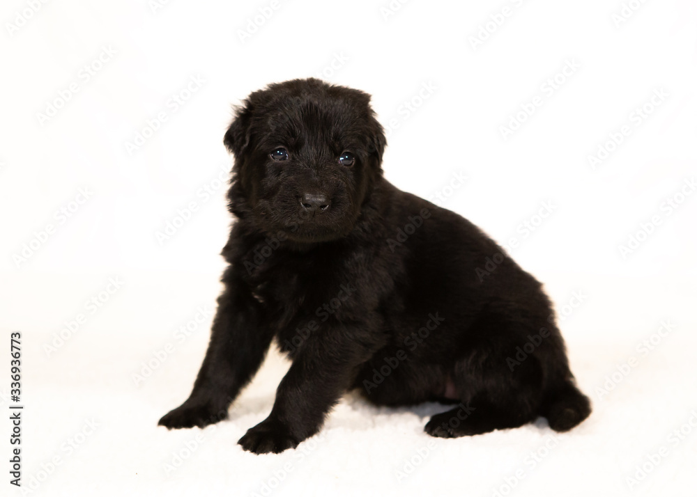 german shepherd puppy isolated on white german shepherd puppy isolated on white