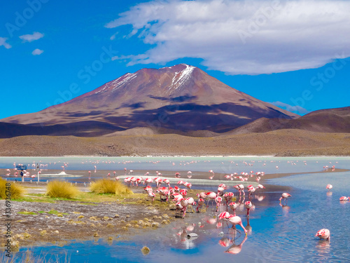 Foto Flamingos at lagoon, Salar de Uyuni, Bolivia