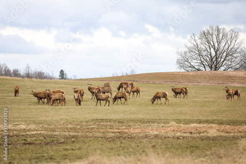 Deers standing on a countryside farming field on a warm cloudy spring day.