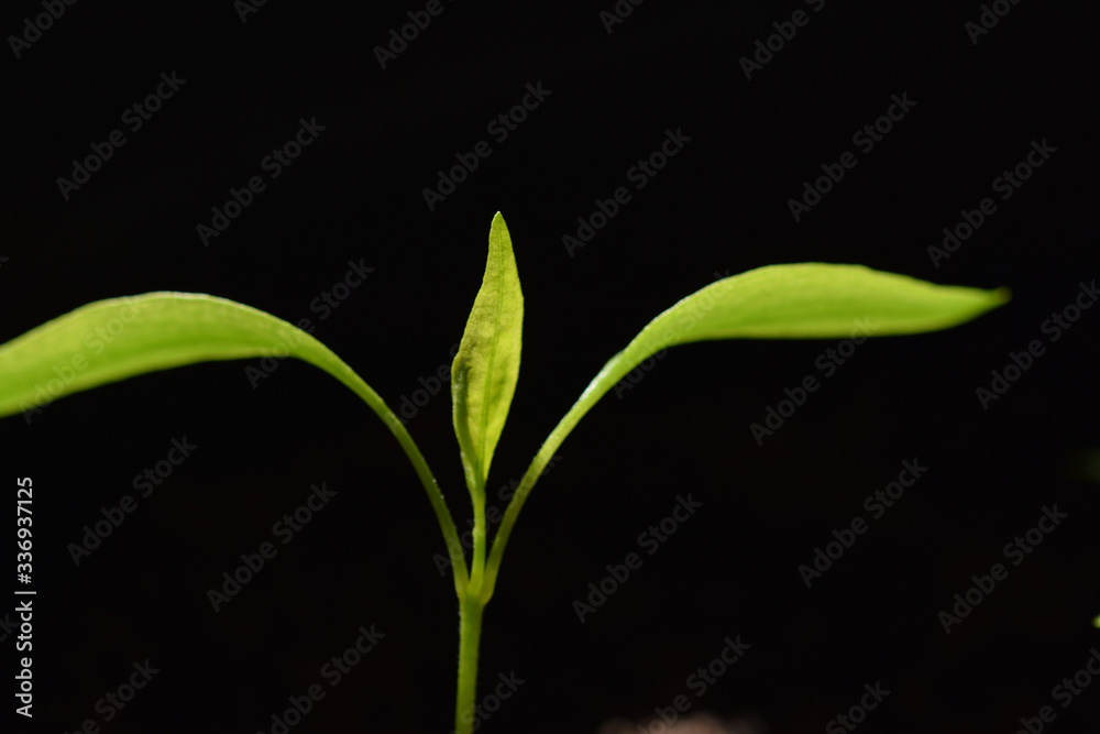 Macro image of an emerging chilli seedling Macro image of an emerging chilli seedling