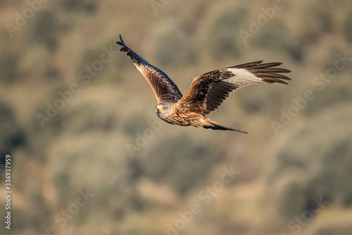 Raptor red kite in flight with blur background © fsanchex