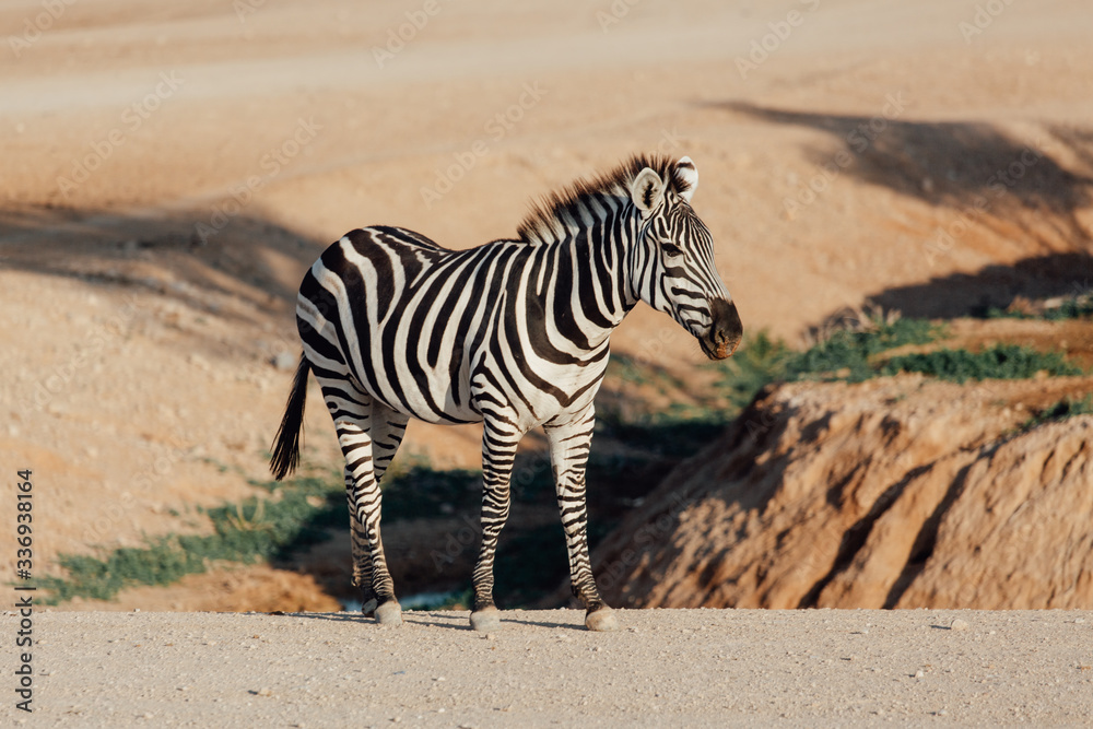 Zebra in Savanna. Zebra at farm. Zebra in the Zoo. Wild life Zebra Zebra in Savanna. Zebra at farm. Zebra in the Zoo. Wild life Zebra