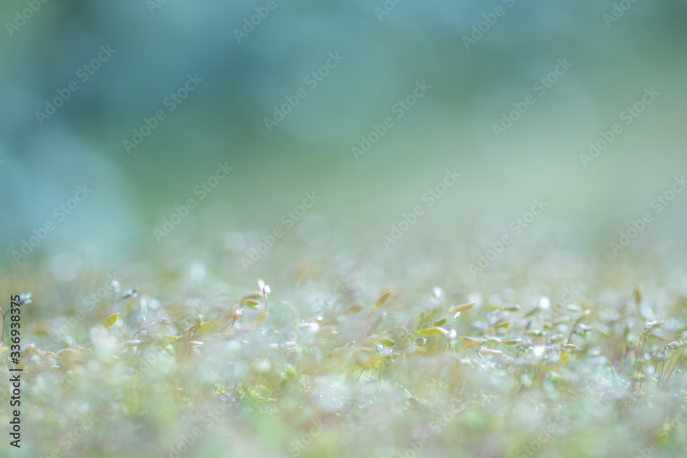 Kleine Blumen bei Gegenlicht
Kleine Blumen bei Gegenlicht