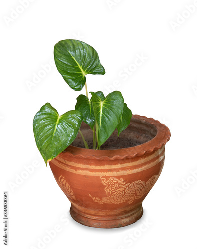 green plant in flowerpot on white background.