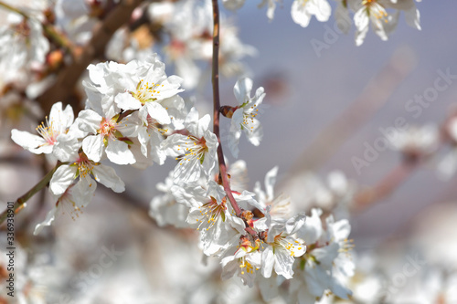 Blooming almonds on a sunny day, close up