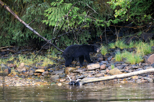 Neets Bay  Alaska   USA - August 18  2019  Alaska black bear  Neets Bay  Alaska  USA
