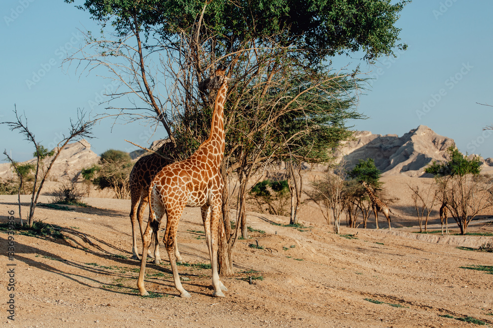 Obraz premium giraffes reaching for leaves in UAE 