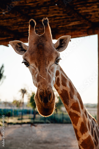 Close up portrait of Masai giraffe © matilda553