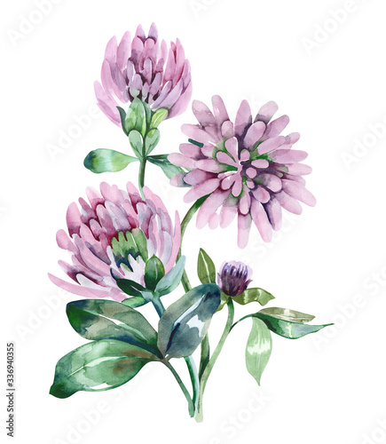 Clover Flowers. Watercolor illustration.