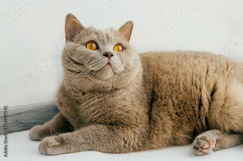 Lilac British cat lying on the windowsill.