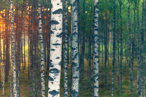 Fototapeta Naklejka Na Ścianę i Meble -  Birch forest at sunset in summer