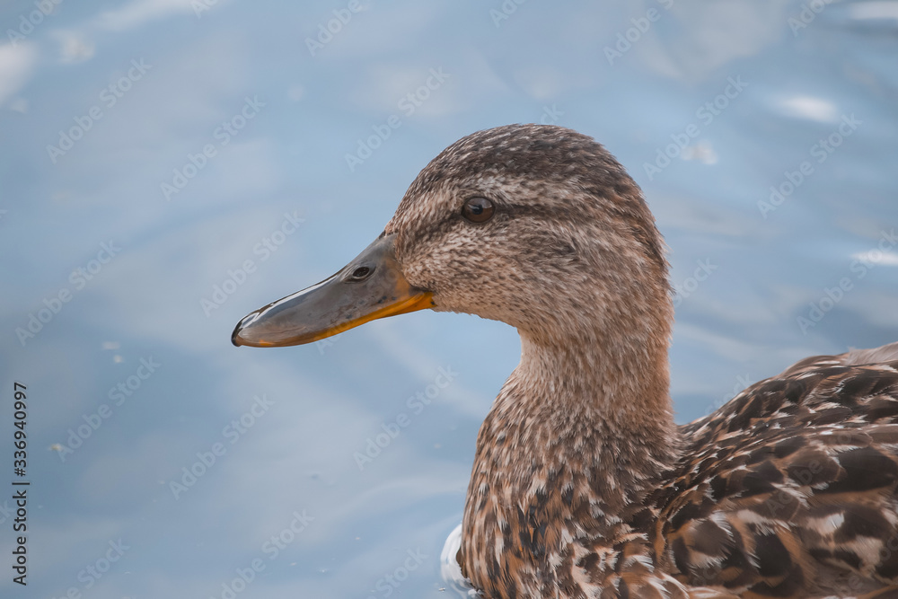 One brown wild duck by the water, in the water, on the Bank, in the grass One brown wild duck by the water, in the water, on the Bank, in the grass