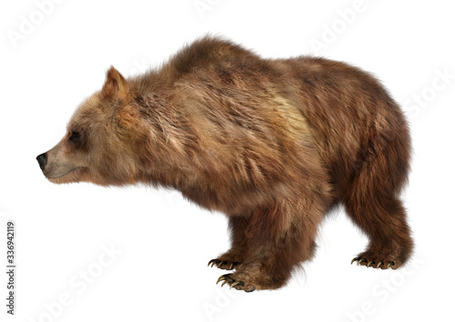 3D Rendering Brown Bear on White © photosvac