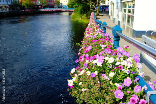 Photos Flowers along the Garvoge River which runs through Sligo, Ireland