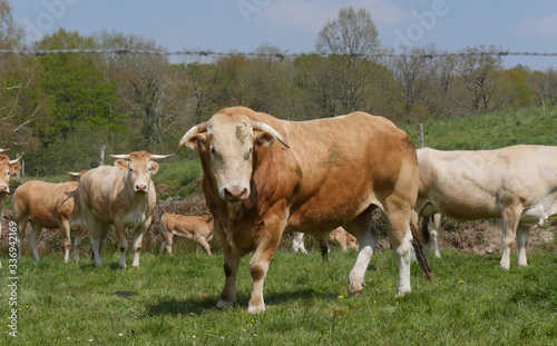 Fototapeta Naklejka Na Ścianę i Meble -  limousine bull with cows in the meadow