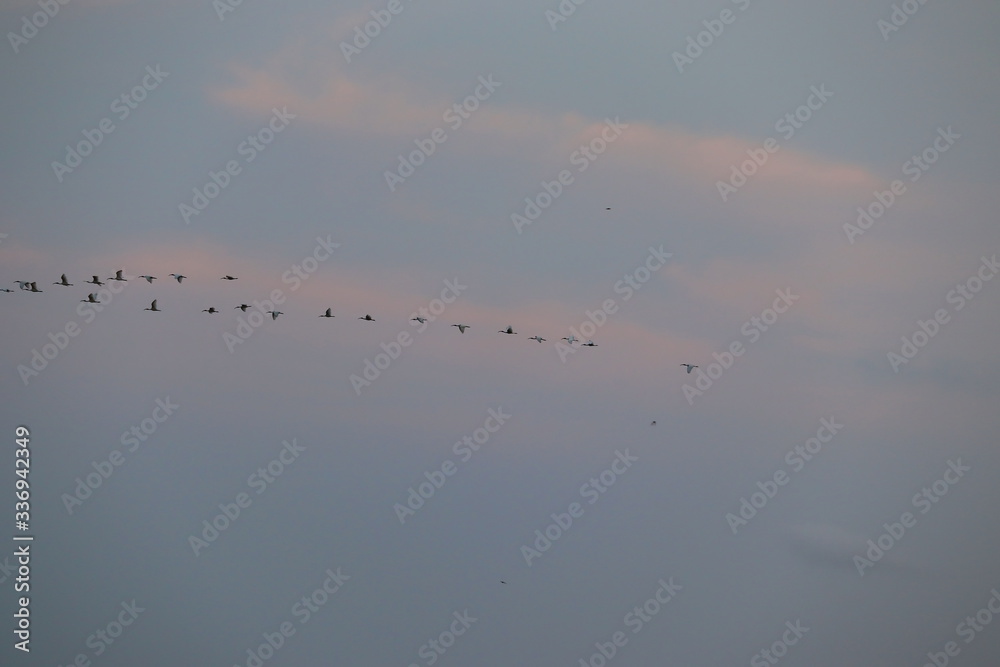 white heron birds flying in the sky white heron birds flying in the sky