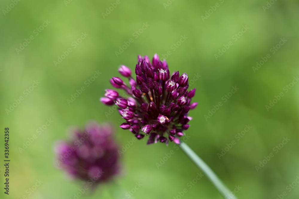 Blurred floral background. Burgundy wild onion flower on a green background. Side view of wild flowers. Horizontal, close-up, place for text. Concept of nature and ecology. Blurred floral background. Burgundy wild onion flower on a green background. Side view of wild flowers. Horizontal, close-up, place for text. Concept of nature and ecology.