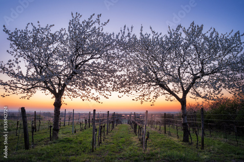 Sunrise at lake Neusiedlersee with cherry trees in front