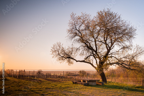 almond tree in spring at vineyard above lake Neusiedlersee in Burgenland