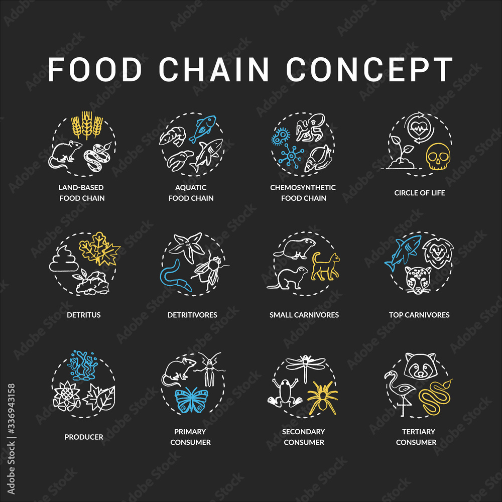 Food chain chalk RGB color concept icons set. Primary, secondary and ... Biology Diagrams