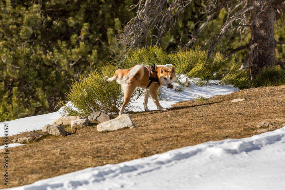A young shiba inu dog with a harness and a pine cone in his mouth is peeing on a bush in the snow. Shot in a mountain of Catalonia, Spain
