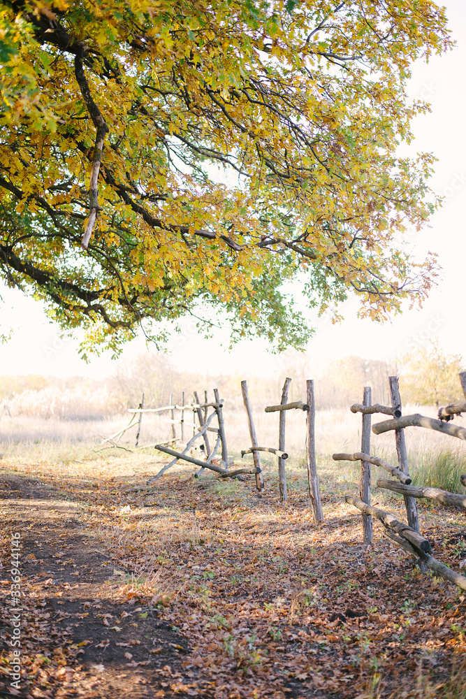 Large oak tree branch with farm fence in the rural countryside looking serene peaceful calm . Autumn landscape