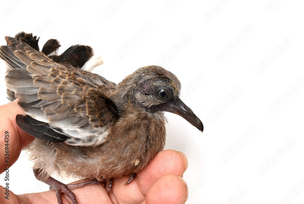 Fototapeta premium The cute little spotted dove or (spilopelia chinensis) or mountain dove or pearl-necked dove or lace-necked dove or spotted turtle-dove and a gentle left hand on a white background.