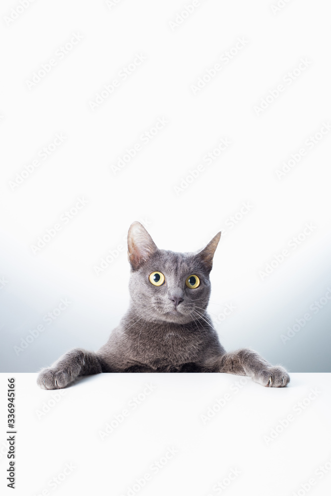 The expression and gesture of a Russian blue cat that can be used as a banner.
a cat portrait.