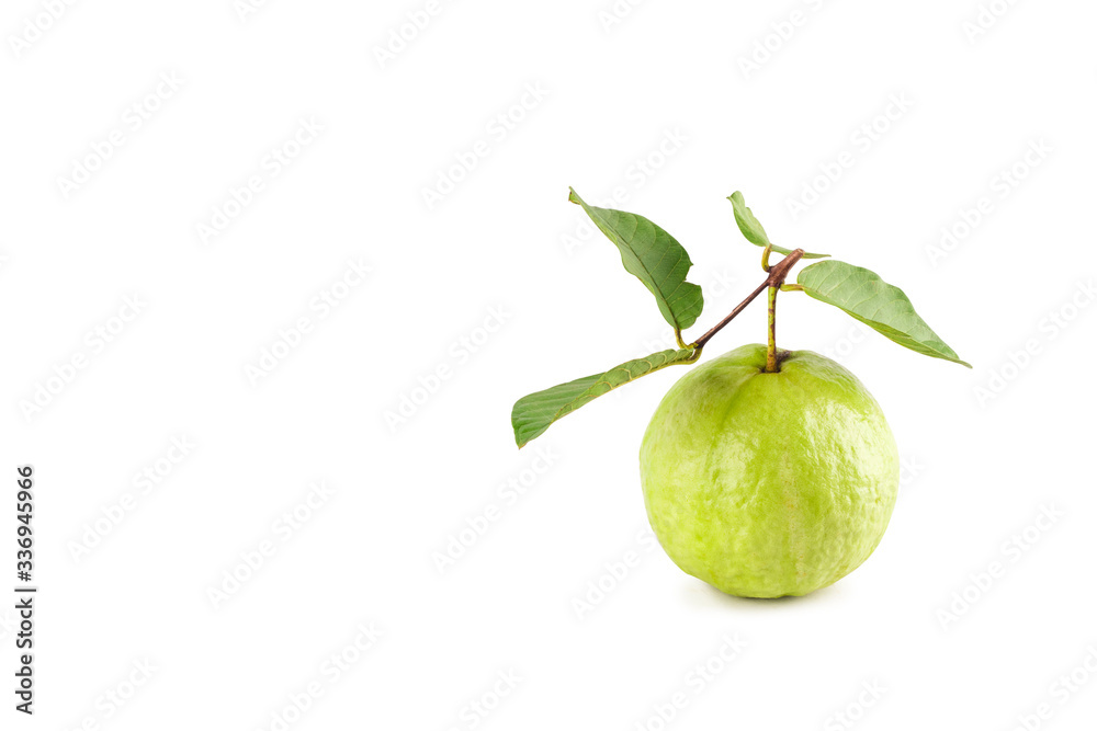 fresh guava and green guava leaf on white background fruit agriculture food isolated
fresh guava and green guava leaf on white background fruit agriculture food isolated