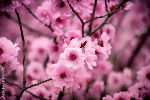Peach blossom in the sunny day.spring tree with beautiful flowers.