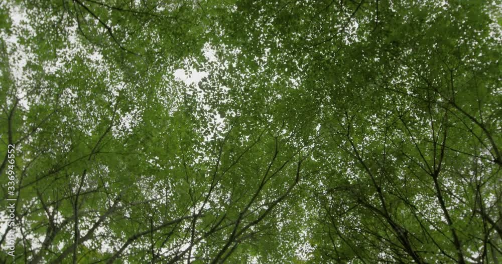 Lost in the woods, disoriented, looking up point of view. Lost in the woods, disoriented, looking up point of view.