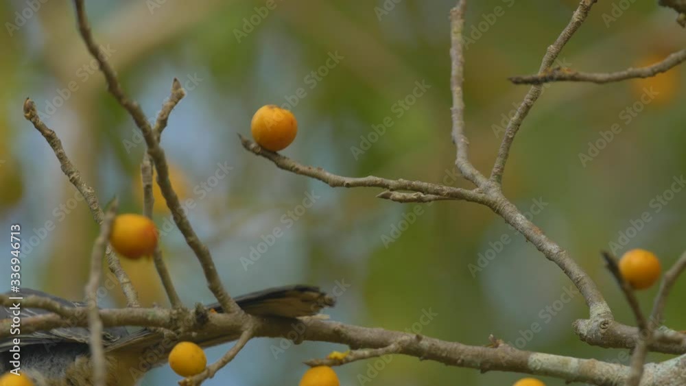 Malabar Grey Hornbill Bird sitting on a ficus tree eating its orange coloured fig fruits in India on a winter Evening Malabar Grey Hornbill Bird sitting on a ficus tree eating its orange coloured fig fruits in India on a winter Evening