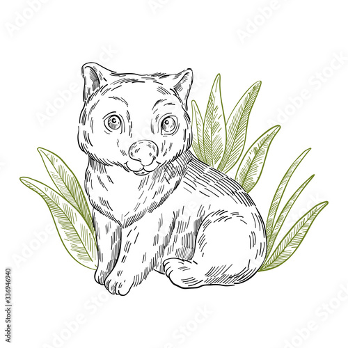 Vector stock illustration with cute wombat sitting in the bush. Clip art in engraving vintage style isolated on white. Rare Australian animal for prints, postcards, souvenirs, tattoos.