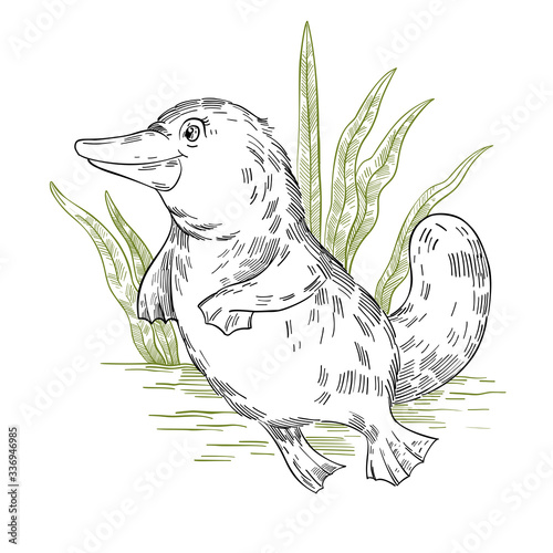 Vector stock illustration with cute platypus swimming in water. Clip art in engraving vintage style isolated on white. Rare Australian animal for prints, postcards, souvenirs, tattoos.