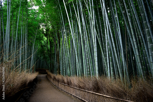 Fototapeta Naklejka Na Ścianę i Meble -  Bamboo forest of Arashiyama