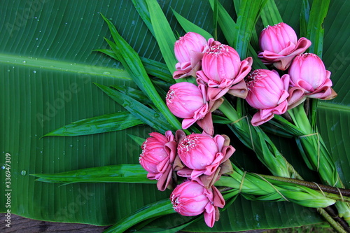 Green and pink lotus flowers for Pay respect to the Buddha,on the green background or banana leaf.