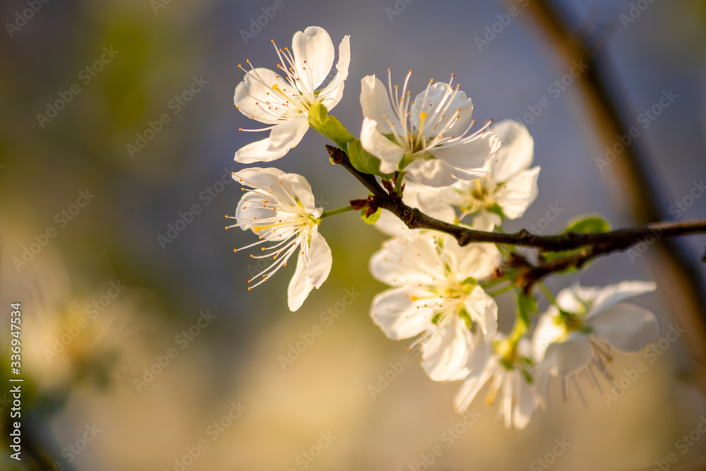 Frische weiße Blüten in voller Pracht an einem Apfelbaum vor natürlichem Hintergrund zeigen die filigrane Schönheit einer Obstwiese im Frühling und laden Insekten wie Bienen zum Nektar sammeln ein Frische weiße Blüten in voller Pracht an einem Apfelbaum vor natürlichem Hintergrund zeigen die filigrane Schönheit einer Obstwiese im Frühling und laden Insekten wie Bienen zum Nektar sammeln ein