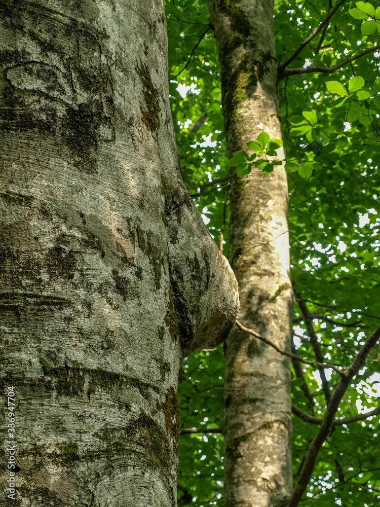 interesting trees with various growths