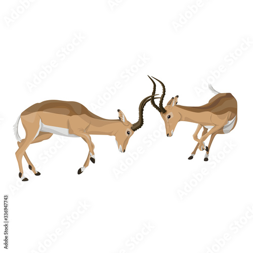 Two Impala Males Fighting for dominance. African Animal.