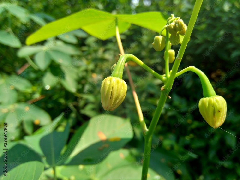 Cassava flower (Manihot esculenta, yuca, macaxeira, mandioca, kappa kizhangu, manioc, aipim) with natural background