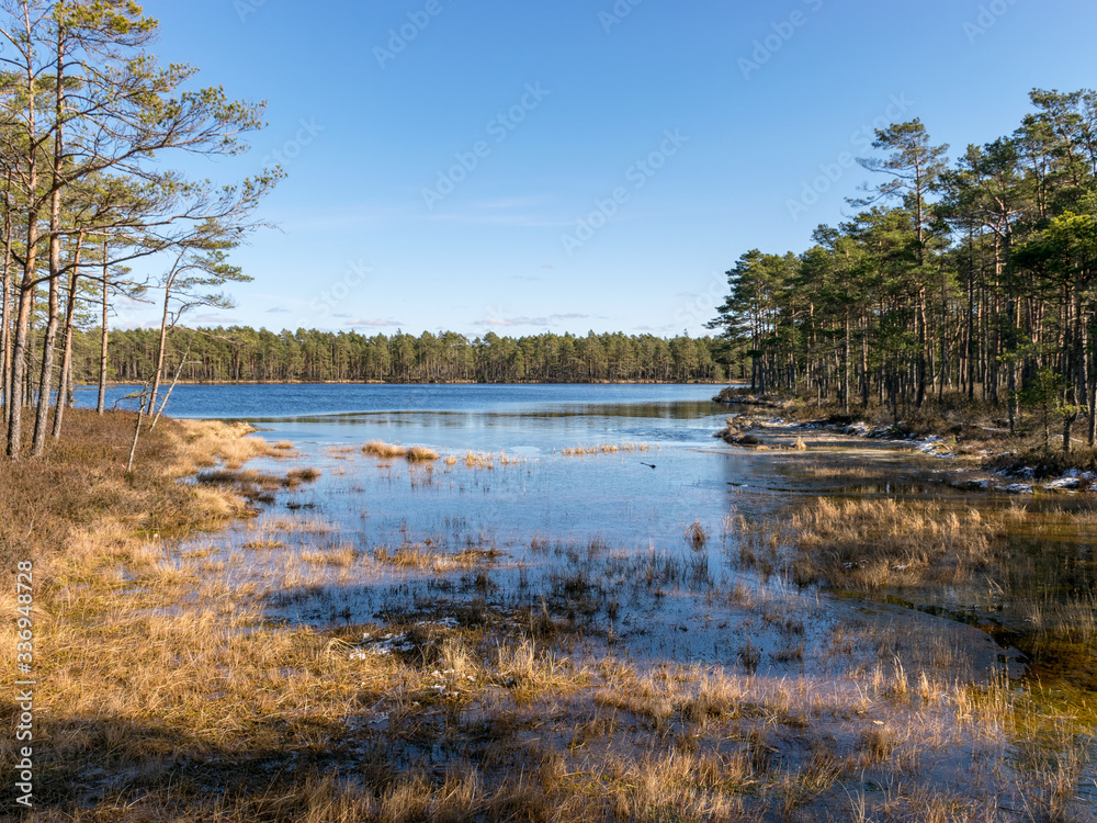 landscape with a bog lake, bog pine grass and moss
