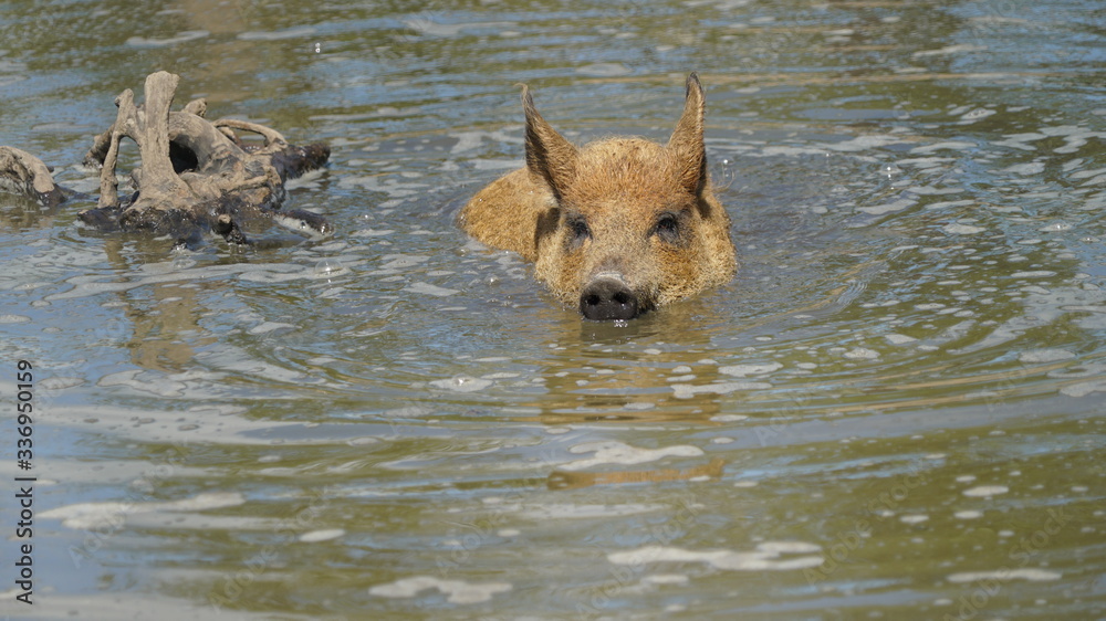 Foto de swimming Husum Red Pied, also known als danish protest pig do ...