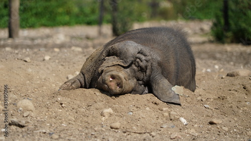 sleeping Meishan pig (Sus scrofa domesticus)	 in the sun photo