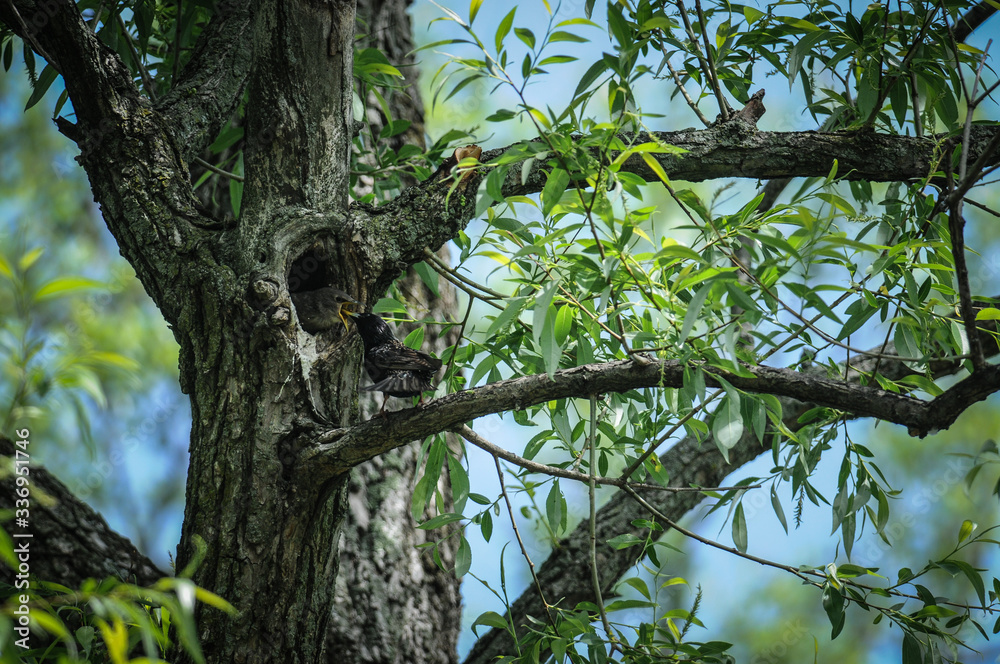 Fototapeta premium European Starling